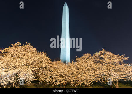 Les fleurs de cerisier avec washington dc Washington monument la nuit. Banque D'Images