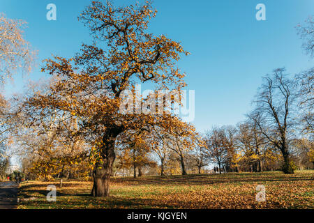 Hyde Park, London, UK. 23 novembre, 2017. châtaignier géant à Hyde Park, Londres, pendant une belle journée d'automne crédit : Alexandre rotenberg/Alamy live news Banque D'Images