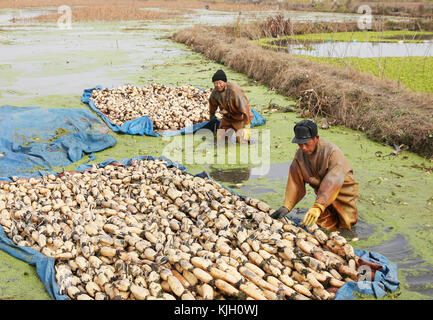 Nanton, Nanton, Chine. 24 novembre 2017. Nantong, CHINE-24 novembre 2017 : (USAGE ÉDITORIAL SEULEMENT. CHINE SORTIE). Les agriculteurs sont occupés à ramasser des racines de lotus dans le comté de Hai'an, à Nantong, dans la province du Jiangsu de l'est de la Chine, le 24 novembre 2017. Crédit : Sipa Asia/ZUMA Wire/Alamy Live News Banque D'Images