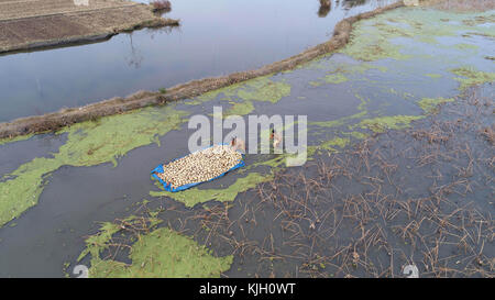 Nanton, Nanton, Chine. 24 nov, 2017. nantong, Chine-24th novembre 2017 :(usage éditorial seulement. la Chine).Les agriculteurs sont occupés à ramasser des racines de lotus à hai'an, Nantong, province du Jiangsu en Chine de l'Est, 24 novembre 2017. crédit : l'Asie sipa/zuma/Alamy fil live news Banque D'Images