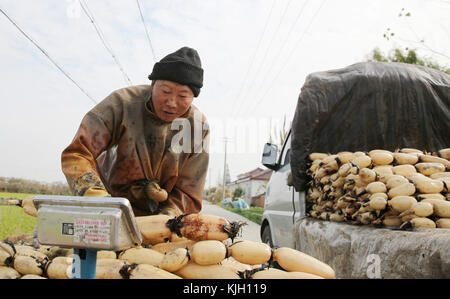 Nanton, Nanton, Chine. 24 nov, 2017. nantong, Chine-24th novembre 2017 :(usage éditorial seulement. la Chine).Les agriculteurs sont occupés à ramasser des racines de lotus à hai'an, Nantong, province du Jiangsu en Chine de l'Est, 24 novembre 2017. crédit : l'Asie sipa/zuma/Alamy fil live news Banque D'Images