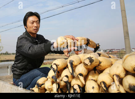 Nanton, Nanton, Chine. 24 novembre 2017. Nantong, CHINE-24 novembre 2017 : (USAGE ÉDITORIAL SEULEMENT. CHINE SORTIE). Les agriculteurs sont occupés à ramasser des racines de lotus dans le comté de Hai'an, à Nantong, dans la province du Jiangsu de l'est de la Chine, le 24 novembre 2017. Crédit : Sipa Asia/ZUMA Wire/Alamy Live News Banque D'Images