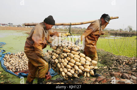 Nanton, Nanton, Chine. 24 novembre 2017. Nantong, CHINE-24 novembre 2017 : (USAGE ÉDITORIAL SEULEMENT. CHINE SORTIE). Les agriculteurs sont occupés à ramasser des racines de lotus dans le comté de Hai'an, à Nantong, dans la province du Jiangsu de l'est de la Chine, le 24 novembre 2017. Crédit : Sipa Asia/ZUMA Wire/Alamy Live News Banque D'Images