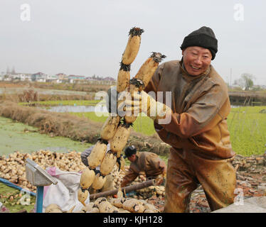 Nanton, Nanton, Chine. 24 novembre 2017. Nantong, CHINE-24 novembre 2017 : (USAGE ÉDITORIAL SEULEMENT. CHINE SORTIE). Les agriculteurs sont occupés à ramasser des racines de lotus dans le comté de Hai'an, à Nantong, dans la province du Jiangsu de l'est de la Chine, le 24 novembre 2017. Crédit : Sipa Asia/ZUMA Wire/Alamy Live News Banque D'Images