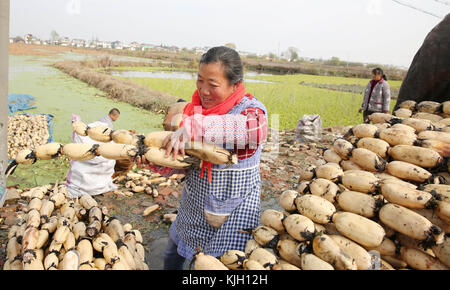 Nanton, Nanton, Chine. 24 novembre 2017. Nantong, CHINE-24 novembre 2017 : (USAGE ÉDITORIAL SEULEMENT. CHINE SORTIE). Les agriculteurs sont occupés à ramasser des racines de lotus dans le comté de Hai'an, à Nantong, dans la province du Jiangsu de l'est de la Chine, le 24 novembre 2017. Crédit : Sipa Asia/ZUMA Wire/Alamy Live News Banque D'Images