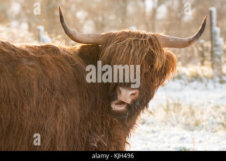 Stirlingshire, Ecosse, Royaume-Uni. 24 Nov, 2017. Météo France : une vache highland sécher en hiver ensoleillée après une forte averse de neige Crédit : Kay Roxby/Alamy Live News Banque D'Images