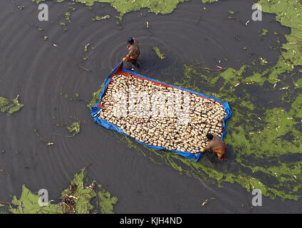 Nanton, Chine. 24 novembre 2017. Les agriculteurs sont occupés à ramasser des racines de lotus dans le comté de Hai'an, à Nantong, dans la province du Jiangsu, dans l'est de la Chine. Crédit : Sipa Asia/ZUMA Wire/Alamy Live News Banque D'Images