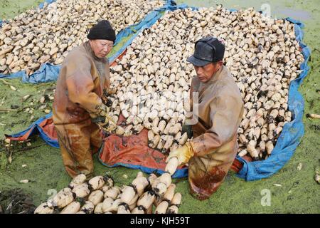 Nanton, Chine. 24 novembre 2017. Les agriculteurs sont occupés à ramasser des racines de lotus dans le comté de Hai'an, à Nantong, dans la province du Jiangsu, dans l'est de la Chine. Crédit : Sipa Asia/ZUMA Wire/Alamy Live News Banque D'Images