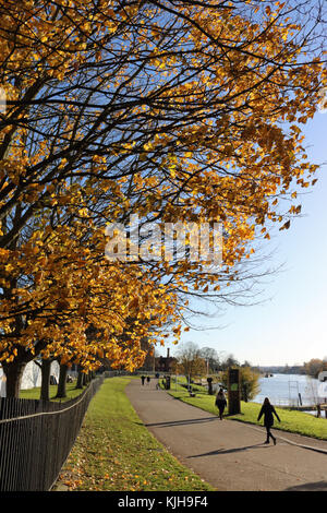 Hampton Court, SW London, UK. 25 novembre 2017. Les feuilles d'or à côté de la Tamise à Hampton Court Palace dans le sud ouest de Londres. Credit : Julia Gavin/Alamy Live News Banque D'Images