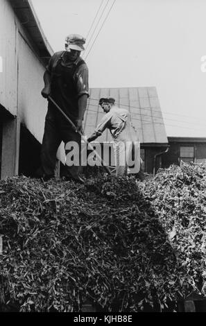 Une photographie de deux hommes portant une salopette, des chemises et des chapeaux debout sur un tas de plants de pois récoltés, les hommes travaillent le tas avec des outils à main, des bâtiments de ferme peuvent être vus en arrière-plan, Ohio, 1938. De la Bibliothèque publique de New York. Banque D'Images