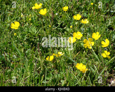 Fleurs Fleurs renoncules sur prairie close up Banque D'Images