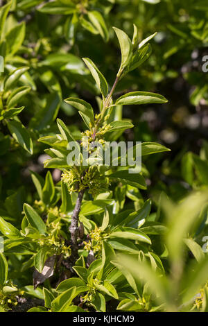 Felsen-Kreuzdorn, Felsenkreuzdorn, Rhamnus saxatilis, Rhamnus infectoriaAvignon Berry, Argousier, le Nerprun des rochers Banque D'Images