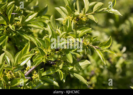 Felsen-Kreuzdorn, Felsenkreuzdorn, Rhamnus saxatilis, Rhamnus infectoriaAvignon Berry, Argousier, le Nerprun des rochers Banque D'Images