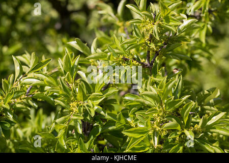 Felsen-Kreuzdorn, Felsenkreuzdorn, Rhamnus saxatilis, Rhamnus infectoriaAvignon Berry, Argousier, le Nerprun des rochers Banque D'Images