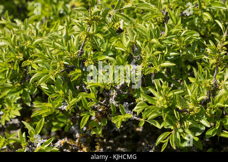 Felsen-Kreuzdorn, Felsenkreuzdorn, Rhamnus saxatilis, Rhamnus infectoriaAvignon Berry, Argousier, le Nerprun des rochers Banque D'Images