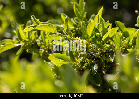 Felsen-Kreuzdorn, Felsenkreuzdorn, Rhamnus saxatilis, Rhamnus infectoriaAvignon Berry, Argousier, le Nerprun des rochers Banque D'Images