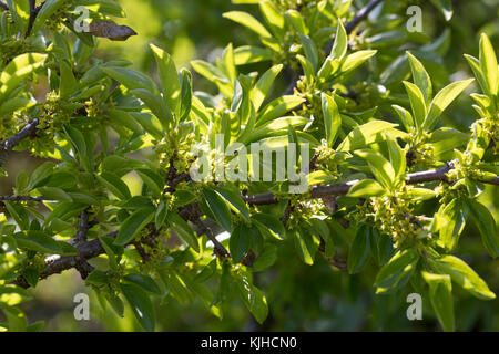 Felsen-Kreuzdorn, Felsenkreuzdorn, Rhamnus saxatilis, Rhamnus infectoriaAvignon Berry, Argousier, le Nerprun des rochers Banque D'Images