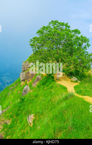 L'arbre avec la couronne tentaculaire sur la pente de peu d'Adam's Peak, ella, Sri Lanka. Banque D'Images