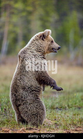 Ours brun debout sur ses pattes arrière sur un marais. ursus arctos (ours brun) Banque D'Images