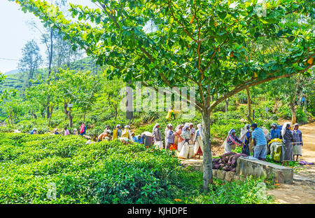 Ella, Sri Lanka - décembre 1, 2016 : la longue ligne des cueilleurs de thé, est venu à peser les feuilles de thé cueillies après le dur travail, le 1 décembre à ella. Banque D'Images