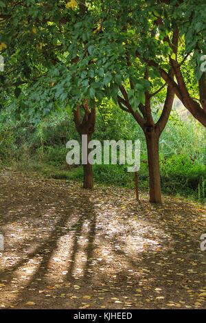 La forêt feuillue et la lumière du soleil du matin Banque D'Images