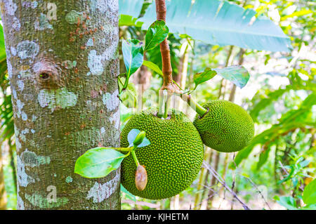 Le géant jackfruits, growingon l'arbre en forêt de damodara, ella, Sri Lanka. Banque D'Images