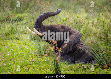 Un grand éléphant mâle couché dans le Nil et d'essayer de se lever à Murchison Falls national park dans l'Ouganda. Dommage que ce lieu, le lac Albert, est endangere Banque D'Images