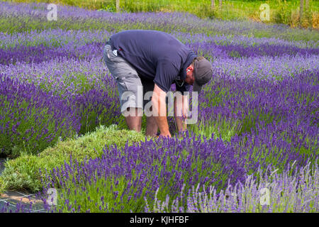 Un travailleur à une lavande coupe Shropshire Lavender Farm, England, UK Banque D'Images