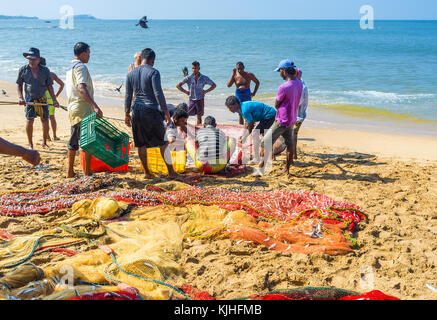 Bentota, Sri Lanka - 6 décembre 2016 : le groupe de pêcheurs pack juste attiré whitebait poisson à la réalisation de boîtes en plastique pour le marché pour la vente, o Banque D'Images