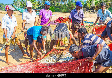 Bentota, Sri Lanka - 6 décembre 2016 : les pêcheurs expérimentés essayer de préparer le poisson frais pour les cases si rapide qu'il est possible, le 6 décembre dans ben Banque D'Images