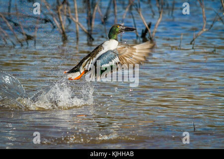 Northern Shoveller drake en vol Banque D'Images