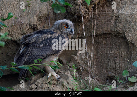 Grand owl Bubo bubo uhu ( / ), Poussin, est assis sous les buissons dans la paroi d'une carrière de sable au crépuscule, nuit, tard en soirée, la faune, l'Europe. Banque D'Images