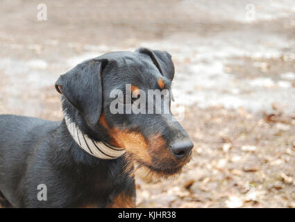 Un chien de la race d'un terrier de chasse allemand ressemble étroitement à la distance. close-up portrait. Banque D'Images