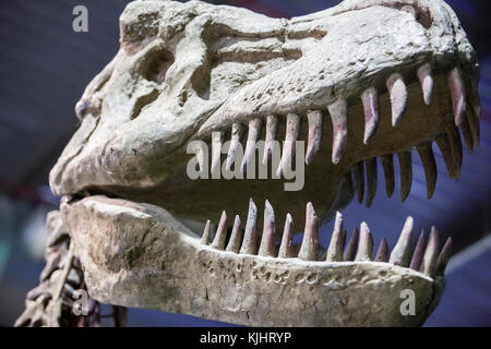 Badajoz.Espagne - 15 octobre 2016 : modèle réaliste de dinosaure à l'exposition Ifeba Expojurasico.Crâne de Tyrannosaurus Rex Banque D'Images