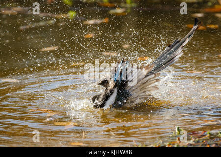 Eurasian Magpie (Pica pica) baignant dans l'étang de Barn Hill, parc de Wembley Banque D'Images