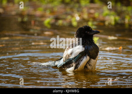 Eurasian Magpie (Pica pica) baignant dans l'étang de Barn Hill, parc de Wembley Banque D'Images