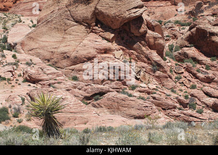 Des scènes et des sujets dans et autour de la Red Rock Canyon National Conservation Area près de Las Vegas, Nevada Banque D'Images