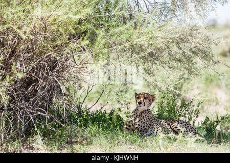 Cheetah cub couché dans l'ombre, Kgalagadi Transfrontier Park, Afrique du Sud Banque D'Images