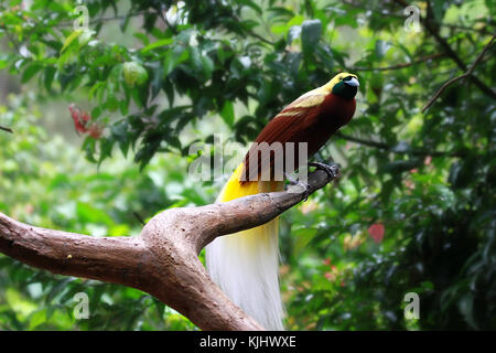 Oiseau du Paradis (Cendrawasih) dans un arbre, l'Indonésie Banque D'Images