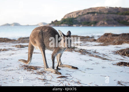 Kangaroo sur la plage, Esperance, Western Australia, Australia Banque D'Images