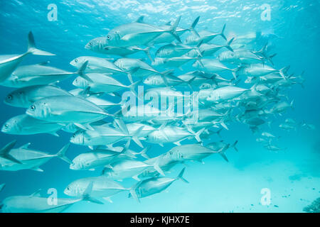 Banc de poissons nager sous l'eau, Lady Elliot Island, Queensland, Australie Banque D'Images