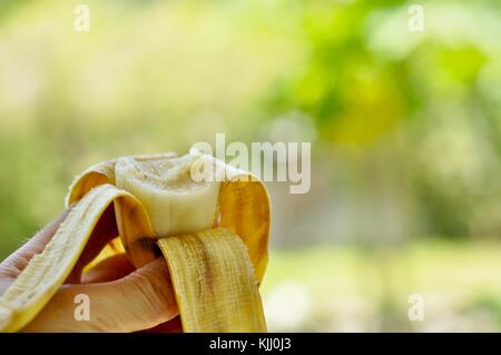 Variété de banane ducasse être mangé une bouchée à la fois, Townsville, Queensland, Australie Banque D'Images