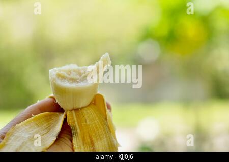 Variété de banane ducasse être mangé une bouchée à la fois, Townsville, Queensland, Australie Banque D'Images