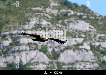 Vautour fauve en vol d'Eurasie (Gyps fulvus). Drome. La France. Banque D'Images