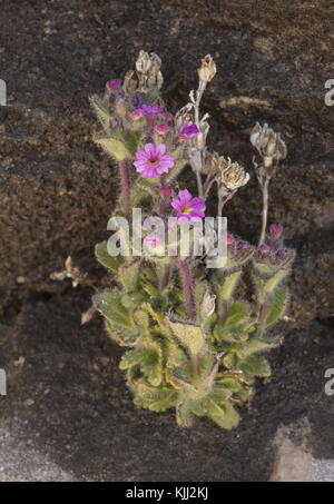 Gant de fée, Erinus alpinus, en fleur sur falaise, Alpes Maritimes, France. Banque D'Images