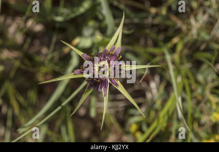 Salsifis commun, Tragopogon porrifolius, en fleur, France. Banque D'Images