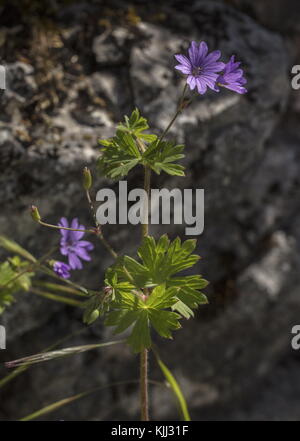 Haie Cranesbill, Geranium pyrenaicum, en fleur. Banque D'Images