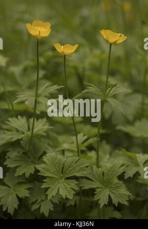 Buttercup de montagne, Ranunculus montanus en fleur ; Alpes Maritimes. Banque D'Images