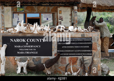 Règle de la Mara. Le Masai Mara. Au Kenya. Banque D'Images