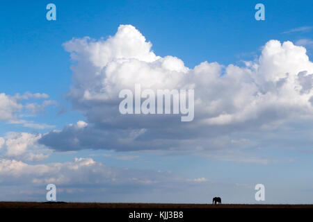 L'éléphant africain (Loxodonta africana). Silhouette contre le ciel bleu avec des nuages. Le Masai Mara. Au Kenya. Banque D'Images